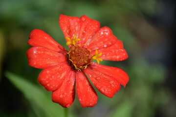 Beautiful red zinnia flower