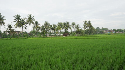 A lush field of green rice plants, standing tall with vibrant, healthy leaves. The rich green color of the plants conveys a sense of fertility and natural growth, perfect for agricultural or nature-th