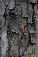 Obraz premium The tree bark features a rugged, textured surface with distinct natural patterns. Its uneven, cracked, and layered appearance exudes an organic, aged quality, emphasizing strength and resilience.