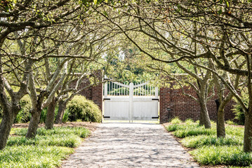 An entrance in a path of  weeping trees
