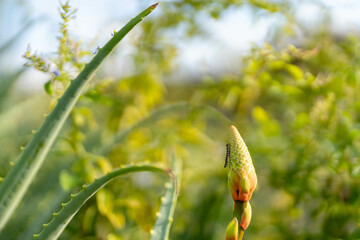 穂先にとまる小さな芋虫