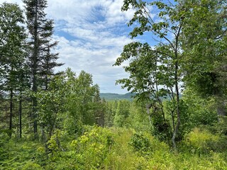 Forest Mountain View 