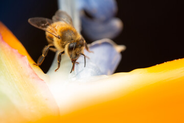 Adorable bee on a tropical flower