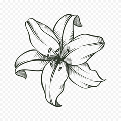 Obraz premium Hand drawn spring flowers illustration. floral illustration