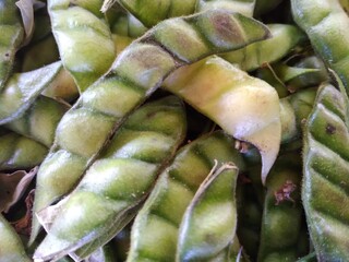 close-up of bean fruit, cultivation