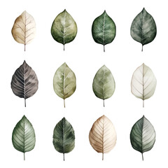 watercolor painting of a branch of eucalyptus PNG cutout isolated on white and transparent background.

