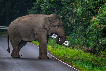 Fototapeta premium Elephants are large mammals and are the largest land animals. Wild elephants eat plants. They are big, have a small head, big legs, and have a trunk that reaches to the ground. That trunk is the nose.