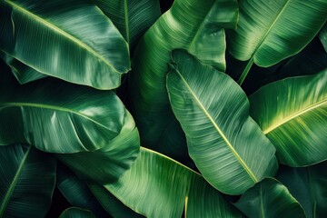 Obraz premium A rich and textured image of overlapping banana leaves in various shades of green