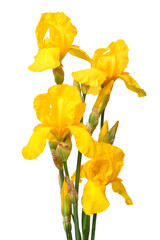 Beautiful yellow iris flower isolated on white background. Easter. Summer. Spring. Flat lay, top view. Love. Valentine's Day © Flower Studio