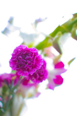 Obraz premium 花瓶に生けた花