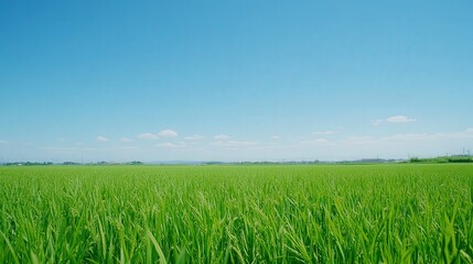 Fototapeta premium Train Zooming Past Bright Green Paddy Fields