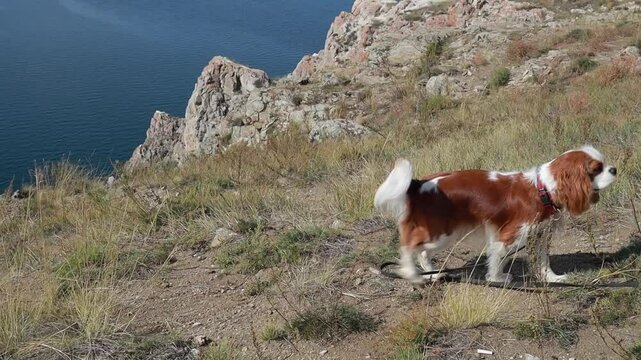 A Cavalier King Charles Spaniel dog travels on an island in Lake Baikal. Russia