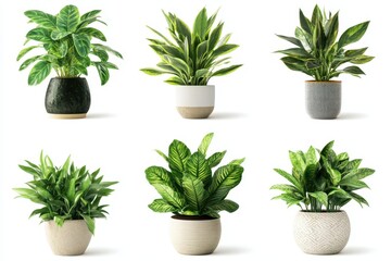 Fototapeta premium Set of House plant with Tob isolated in white background