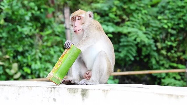 Monkey Interacts with Can in Krabi