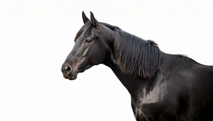 black horse isolated on white background