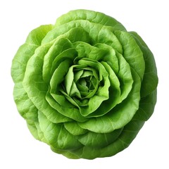 Obraz premium Fresh Green Lettuce Head in Rose Shape