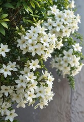 A blooming bush with clusters of fragrant white jasmine flowers , botanicals, fragrance