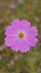 Fototapeta premium A single cosmos flower blooming alone against the backdrop of a field of cosmos flowers
