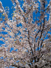 Queens, New York City, NY, USA