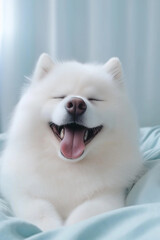 Adorable Samoyed Radiating Joy on a Soft Bed