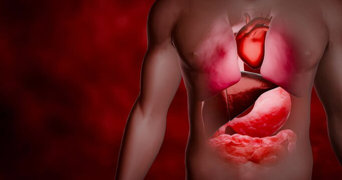 Internal organ scans of the heart, liver, lungs, stomach and intestines. Medical images showing the organs in the human body. Organs of life. 3D Rendering	
