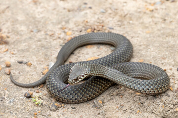 Obraz premium Australian Pygmy Copperhead Snake flickering it's tongue