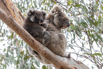 Wld Australian Koala with joey on her back © Ken Griffiths