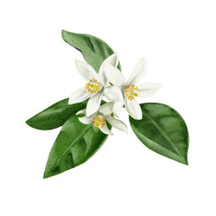 A twig from an orange tree. Flowers and buds of citrus plants. White flowers of lemon, orange, lime and tangerine. Watercolor illustration. No background