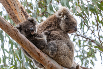 Australian Koala with joey on her back