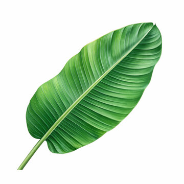 recommend clip art: Green banana leaf isolated on white with clipping path