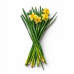 Bright and Cheerful Daffodil Blooms in a Still Life Illustration