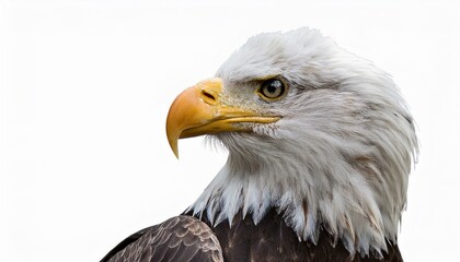 Obraz premium american bald eagle isolated on white background