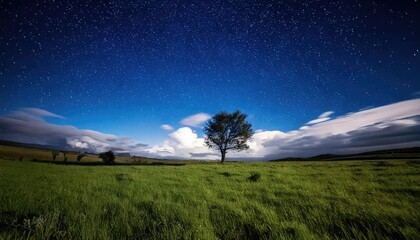 Fototapeta premium landscape with a tree