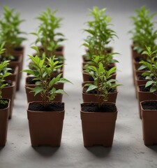 Obraz premium Alternanthera brasiliana seedlings in a row in a pot, plants, brasiliana, arrangement