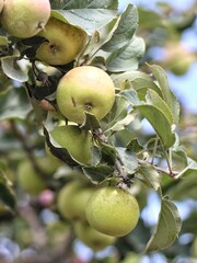 Apple fruit grow in the garden 