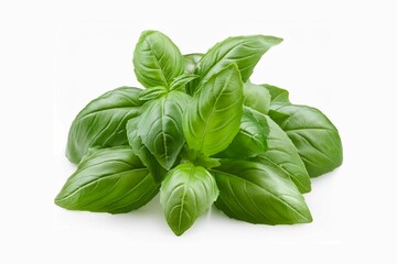 Fototapeta premium Sweet basil herb leaves, close-up, isolated on white background. Fresh Genovese basil.