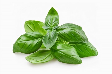 Fototapeta premium Sweet basil herb leaves, close-up, isolated on white background. Fresh Genovese basil.