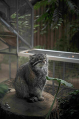 くつろぐスナドリネコ