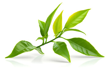 Fototapeta premium Vibrant Green Tea Leaves Branch Isolated on White Background: A Closeup of Fresh Tea Plant
