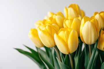 Obraz premium Bright yellow tulips in a close-up shot. Perfect for spring themes, cards, or celebrating.