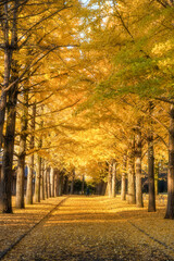 茨城県立歴史館　銀杏並木と黄色い絨毯のような路
