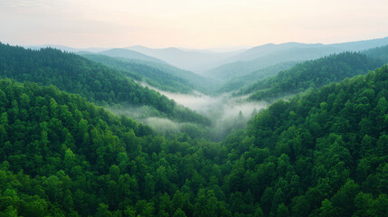 Naklejka premium natural transpiration process concept. serene forest valley with mist rising at dawn