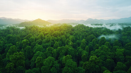 Fototapeta premium natural transpiration process concept. forest canopy at dawn with mist rising softly