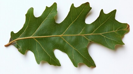 Fototapeta premium Close-up of a vibrant green oak leaf, exhibiting distinct lobes and prominent leaf veins, on a plain white background.