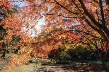 紅葉真っ盛りの偕楽園もみじ谷
