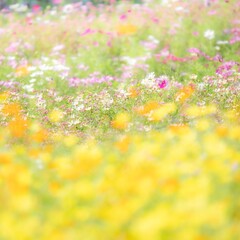 秋の公園や花壇を彩るコスモス（キバナコスモス）のある風景。背景。自然風景素材。