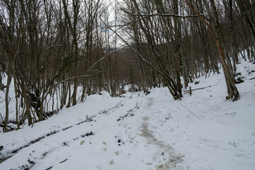 Winter beech forest January. Snow-covered trees in the forest. Beautiful fabulous winter...
