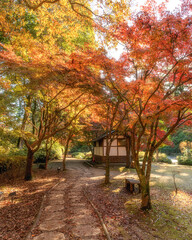 紅葉真っ盛りの偕楽園もみじ谷
