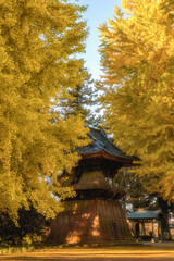 Fototapeta premium 茨城県行方市 黄色く染まった西連寺の大イチョウ 