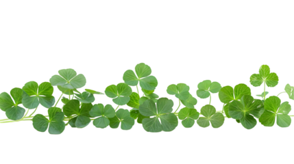 Clover isolated on a transparent background